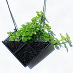 WARHOL-Gartenbrustplatte wird mit Bio-Erde und Samen geliefert